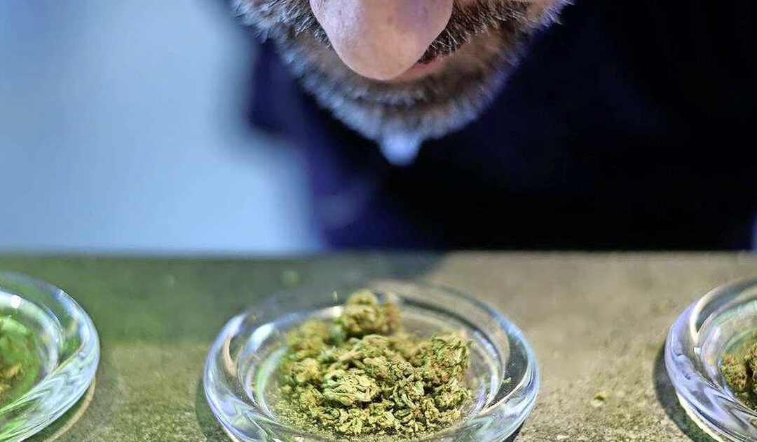 Cannabisreus Tilray op beurs in de wolken na deal voor medische marihuana