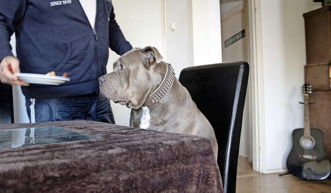 Verkoopmanager draait hondenvoerfabrikant poot van €164.000 uit