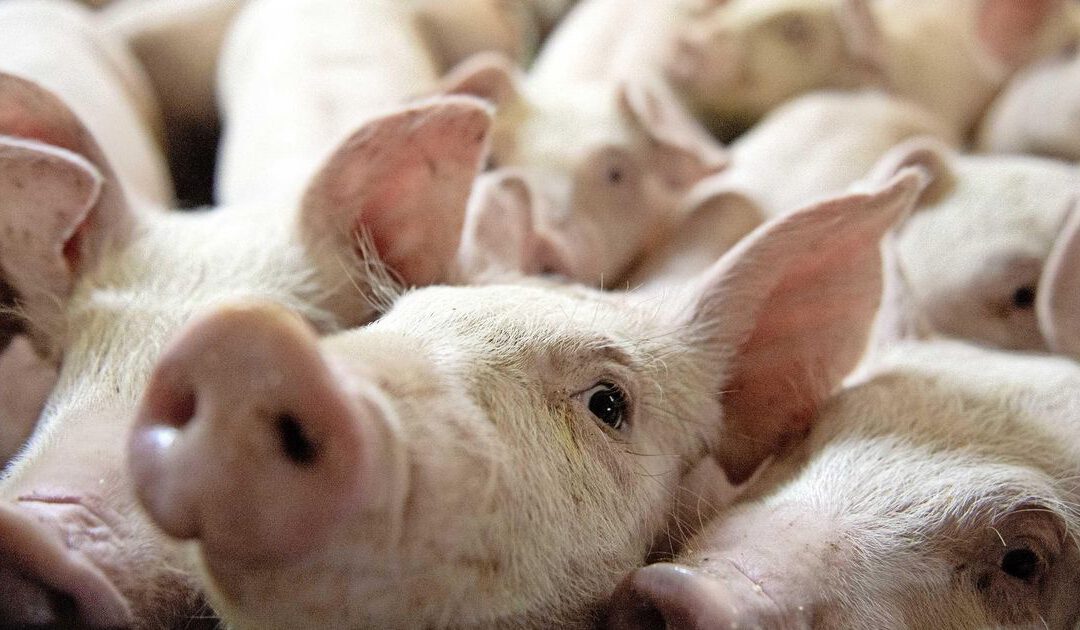 Brexit brengt Britse varkensboer tot wanhoop